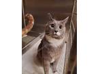 Adopt Schmuffin a Orange or Red Domestic Shorthair / Domestic Shorthair / Mixed