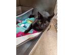 Adopt Jack in the Box a All Black Domestic Shorthair / Domestic Shorthair /