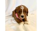 Cavapoo Puppy for sale in Inwood, IA, USA