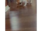Basset Hound Puppy for sale in Round Lake, IL, USA