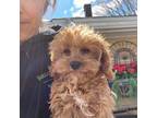Cavapoo Puppy for sale in Beverly, MA, USA