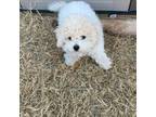 Bichon Frise Puppy for sale in Moore, OK, USA