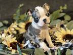 Boston Terrier Puppy for sale in Homosassa, FL, USA
