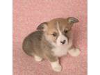 Pembroke Welsh Corgi Puppy for sale in Livingston, AL, USA