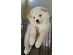 Siberian Husky Puppy for sale in Henderson, CO, USA