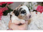 Australian Shepherd Puppy for sale in Orland, CA, USA