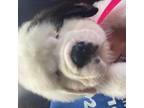 Saint Bernard Puppy for sale in Unknown, , USA