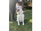 Adopt Marley a White Great Pyrenees / Mixed dog in Palo Alto, CA (31353673)