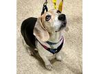 Adopt Vinnie Sr - Fostered in Omaha a Beagle