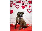 Adopt PETER a Boxer, Pit Bull Terrier