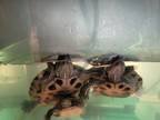 Adopt Mayhem, Bedlam, Chaos a Red-Eared Slider, Painted