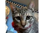 Adopt Patch (red plaid collar) a Domestic Short Hair