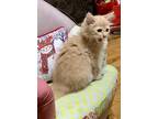 Adopt Rupie a Orange or Red Domestic Mediumhair / Mixed (medium coat) cat in