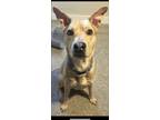 Adopt Kolby a Tan/Yellow/Fawn - with Black American Pit Bull Terrier / Retriever