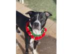 Adopt Duke a Black American Pit Bull Terrier / Mixed dog in Divide