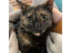 Adopt April a Tortoiseshell Domestic Shorthair / Mixed cat in Saratoga Springs