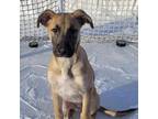 Adopt Willow Eclipse a Brown/Chocolate Shepherd (Unknown Type) / Mixed dog in