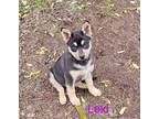 Adopt Lexi Baby a Siberian Husky / German Shepherd Dog / Mixed dog in Los