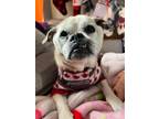 Adopt Bagel a Tan/Yellow/Fawn Pug / Jack Russell Terrier / Mixed dog in Brights