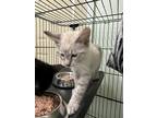 Adopt Pursia a Siamese / Mixed (short coat) cat in Grove, OK (36563054)