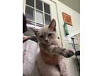 Adopt Siam a Siamese / Mixed (short coat) cat in Grove, OK (36563053)
