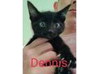Adopt Dennis a Domestic Shorthair / Mixed (short coat) cat in Grove