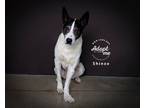 Adopt Shinzo a Australian Cattle Dog / Mixed dog in Salt Lake City