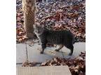 Adopt Tater a Domestic Shorthair / Mixed (short coat) cat in Crocker