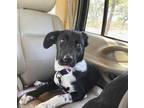 Adopt Angelica a Border Collie / Labrador Retriever dog in Boulder