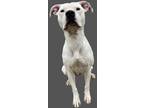 Adopt Claudia a White American Pit Bull Terrier / Mixed dog in Bartlesville