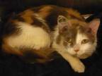Adopt Roweena a White Domestic Mediumhair / Domestic Shorthair / Mixed cat in