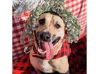 Adopt Christmas a Tan/Yellow/Fawn German Shepherd Dog / Mixed dog in Sand
