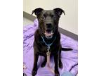 Adopt DALE a Black Labrador Retriever / American Pit Bull Terrier / Mixed dog in