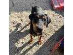 Adopt Harry a Black Rottweiler / Mixed dog in Westminster, CA (36555111)