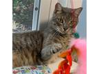 Adopt Tobby a Gray or Blue (Mostly) Domestic Shorthair / Mixed (short coat) cat