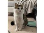 Adopt Pango a White Domestic Mediumhair / Domestic Shorthair / Mixed cat in