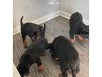 Rottweiler Puppy for sale in Charleston, SC, USA