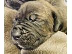 Cane Corso Puppy for sale in Tacoma, WA, USA