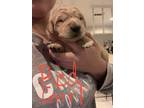 Golden Retriever Puppy for sale in Plainview, TX, USA