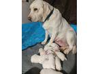 Labrador Retriever Puppy for sale in Walton, KS, USA