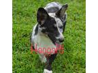 Cardigan Welsh Corgi Puppy for sale in Mount Vernon, MO, USA