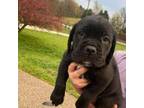 Cane Corso Puppy for sale in Hodgenville, KY, USA