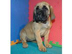 Mastiff Puppy for sale in Cabool, MO, USA