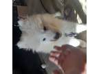 Samoyed Puppy for sale in Logansport, IN, USA