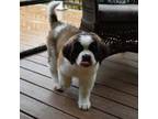 Saint Bernard Puppy for sale in Queens, NY, USA