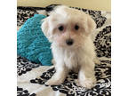 Maltese Puppy for sale in Stillwater, OK, USA