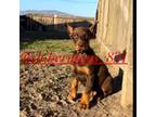 Doberman Pinscher Puppy for sale in Salinas, CA, USA