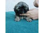 Lhasa Apso Puppy for sale in Anaheim, CA, USA