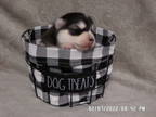 Siberian Husky Puppy for sale in Washburn, MO, USA