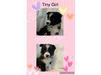 Australian Shepherds for Sale in Amarillo, TX - Oodle - Dogs